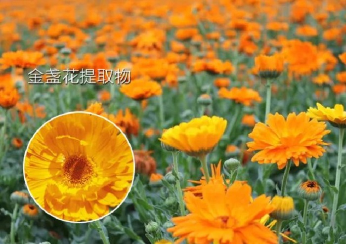 多元修复透肌膜 多元修复透肌膜